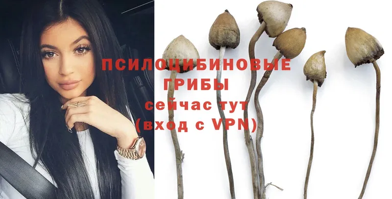 Галлюциногенные грибы Psilocybe  где купить наркоту  Камбарка 